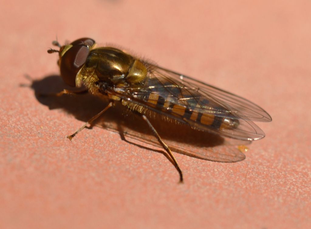 Episyrphus balteatus ?